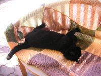 Katzensofa - Beratung für Katzenhalter: Auch mein Kater braucht mal eine Pause - Maurice beim genussvollem Sonnenbad auf der Terrasse.
